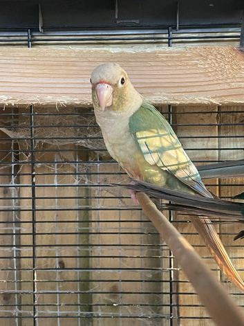 1 conure