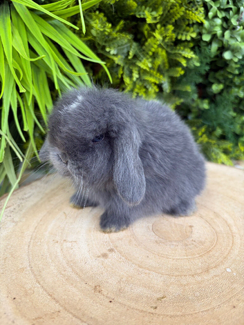Baby Mini lops