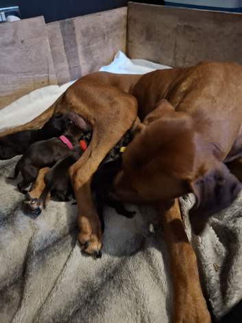Rhodesian ridgeback cross red fox labrador