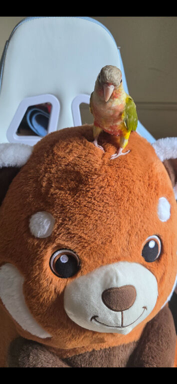 Greencheck conure