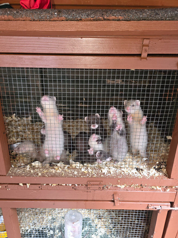 8 week old ferrets available.