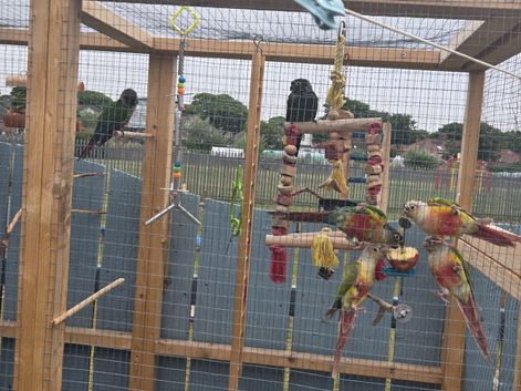 conures