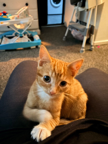Beautiful ginger male kitten