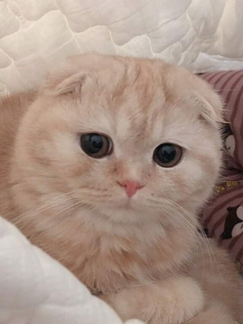 Scottish fold kittens