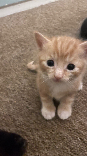 4 kittens ready to be rehomed very soon.  Eight weeks old.