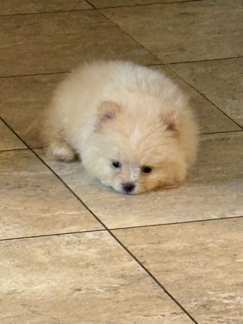 Pomeranian girl puppy