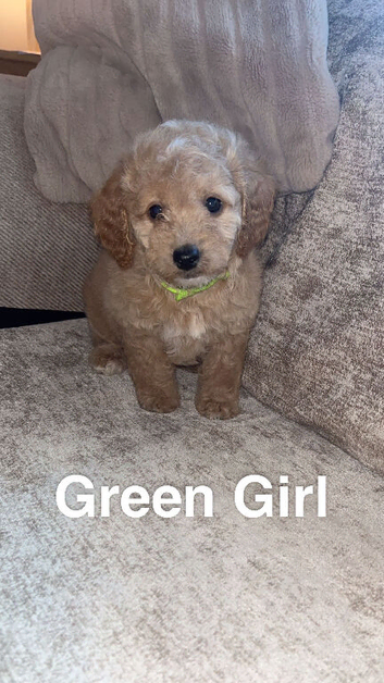Red Cockapoo Puppies