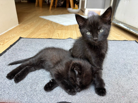 4 Beautiful little boy kittens ( 3 left ) &pound;50 each ready now