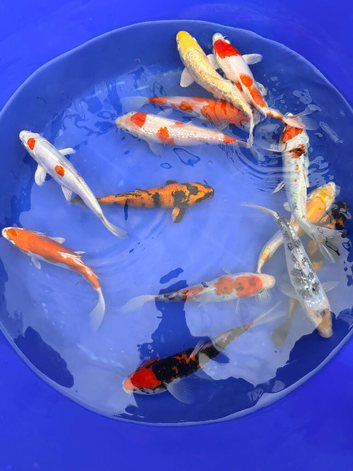 Premium quality koi 6&rdquo;-7&rdquo;