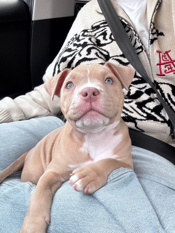 LAST FEMALE PUPPY