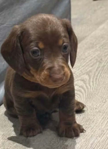 Mini chocolate daschund