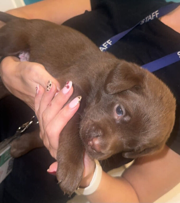 Black and chocolate puppies