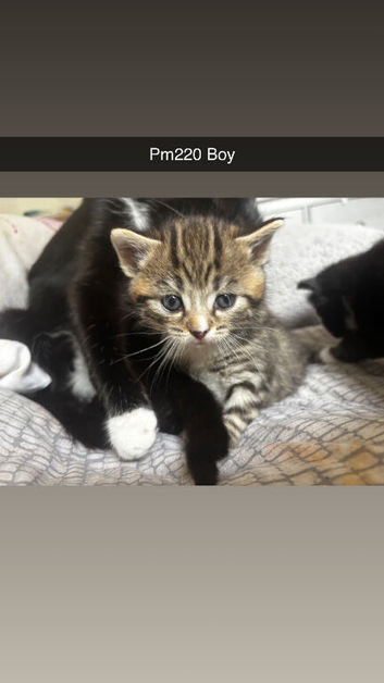 Kittens 5 weeks old