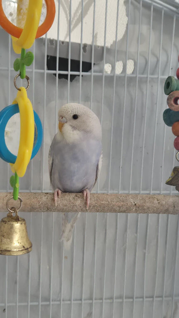 Baby budgies