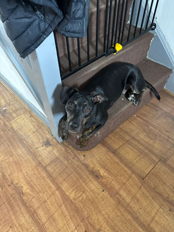 Puppy in need of rehoming