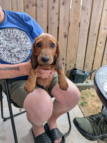 Mixture of dachshund puppies for sale