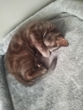 female kitten