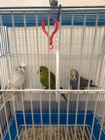 3 Budgies's for sale