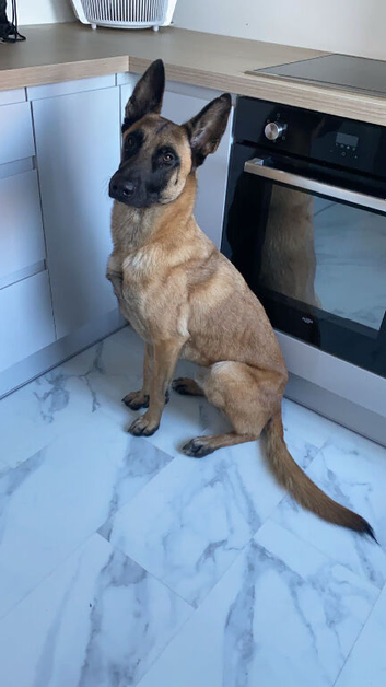 Belgian Malinois