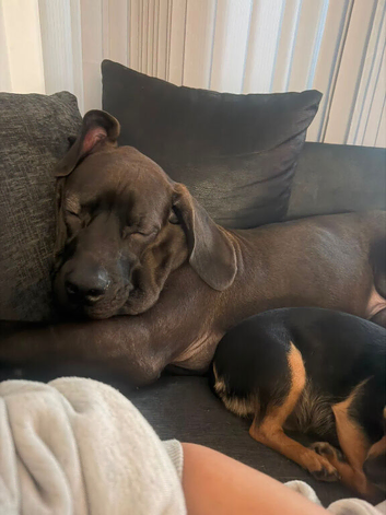 selling my 7 month puppy