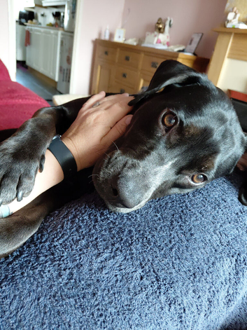 Labrador cross retriever
