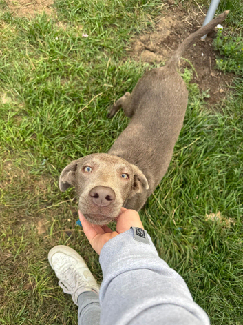 Labrador retriever