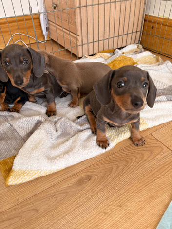 2 blue boy miniature dachshunds