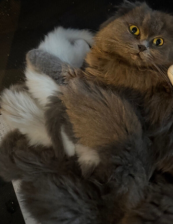 Gorgeous Ragdoll cross
