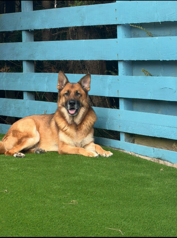 Loving Home Needed for Neutered German Shepherd Due to Family Circumstances&rdquo;