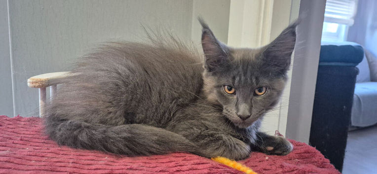 Maine Coon Boys available Glasgow
