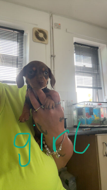 Mini dachshund puppys