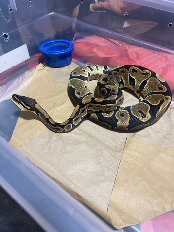 Royal python