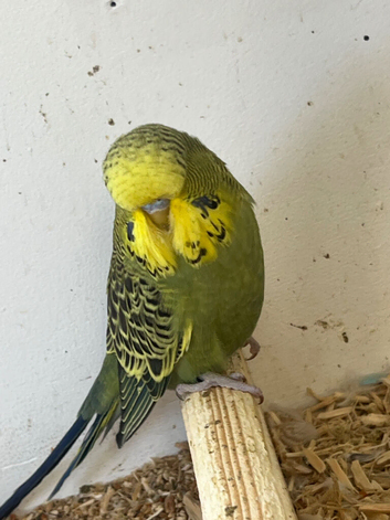 2026 budgies