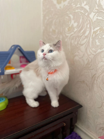 Ragdoll Kittens For Sale