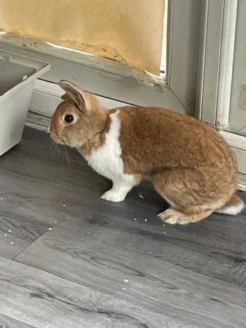 2 female rabbits 1 year old