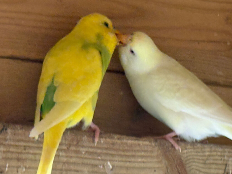 Beautiful Baby Budgies
