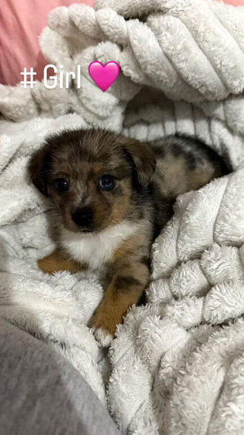Dachshund x Pomeranian puppies