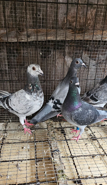 Racing pigeons for sale
