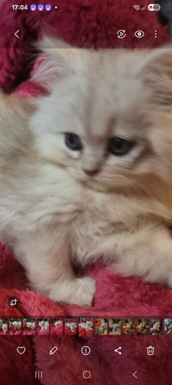 Attractive chinchilla Persian kittens