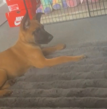 Puppy
