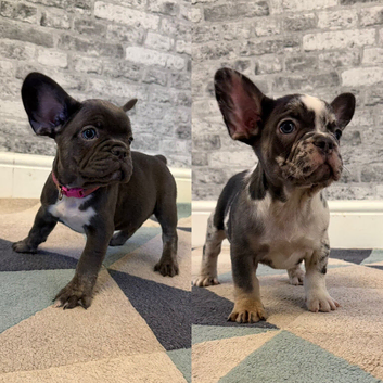K.c French bulldog girls