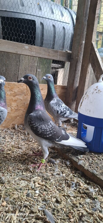 Romanian Racing Homer Pigeons