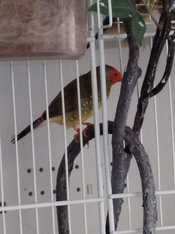 Rollers and waterslagers canaries.