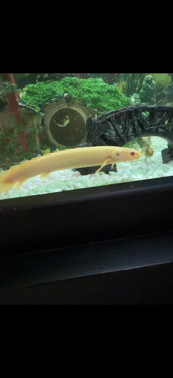 Albino sengal
