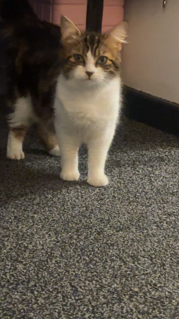 Female cat 2 year old