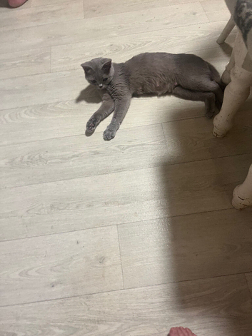 British shorthair kittens