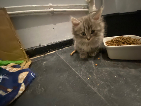Maincoon cross persian