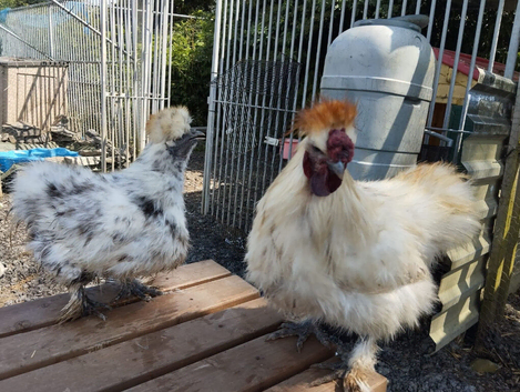 Silkies
