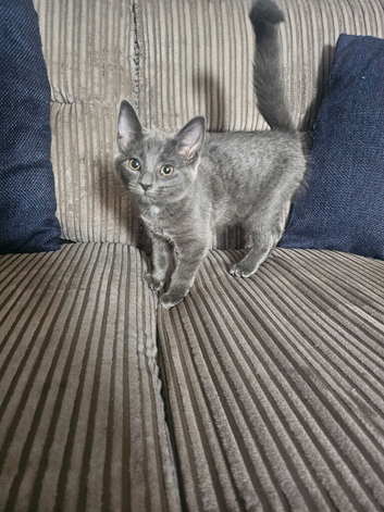 Kittens for sale