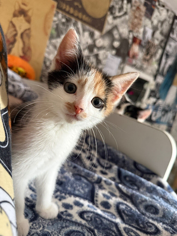 Calico kitten female